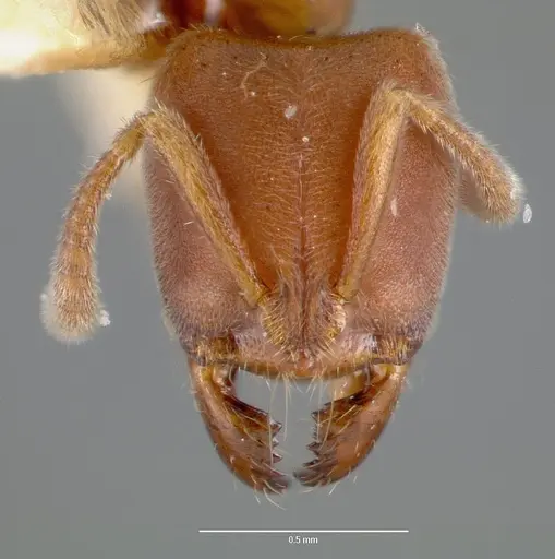 Cryptopone gilva - CASENT0006054