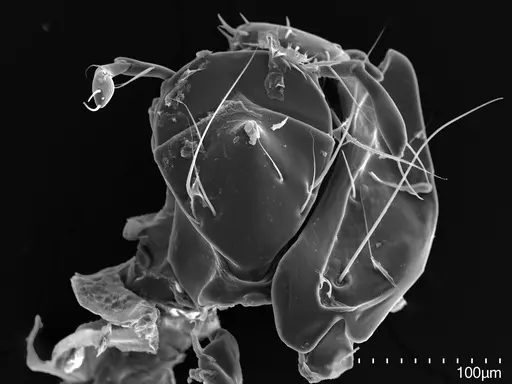 Cryptopone gilva - CASENT0006054