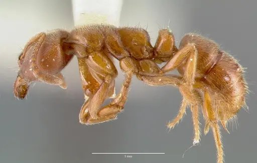 Cryptopone gilva - CASENT0006054