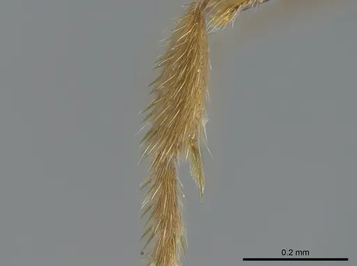 Cryptopone gilva - CASENT0006054