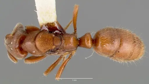 Cryptopone gilva - CASENT0006055