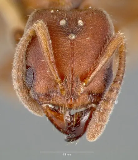 Cryptopone gilva - CASENT0006055