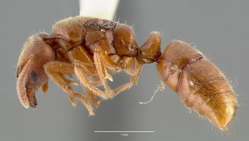 Cryptopone gilva - CASENT0006055