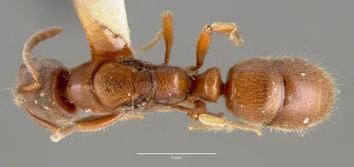 Cryptopone gilva - CASENT0006056