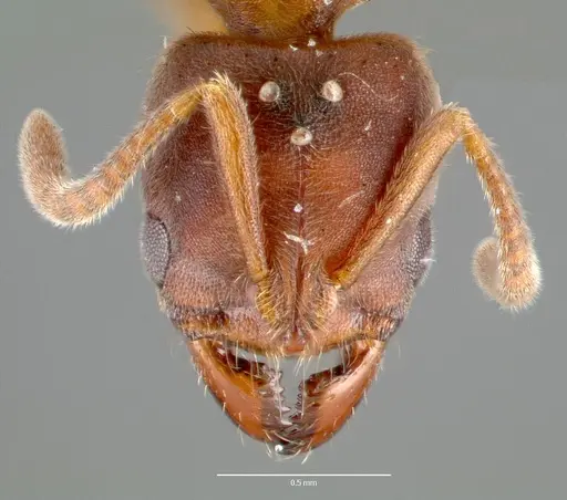 Cryptopone gilva - CASENT0006056