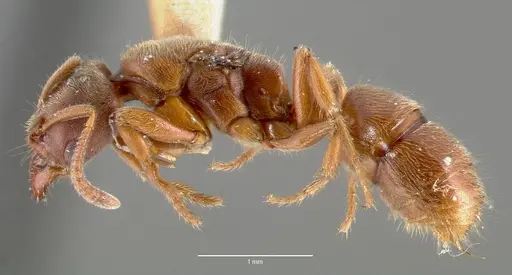 Cryptopone gilva - CASENT0006056