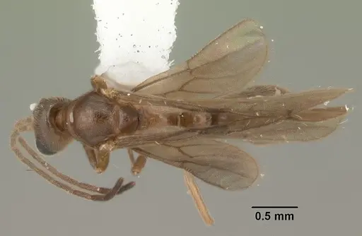 Cryptopone gilva - CASENT0103825