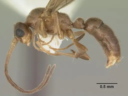 Cryptopone gilva - CASENT0103825