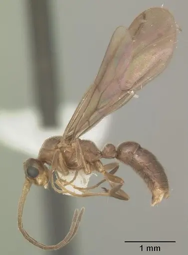 Cryptopone gilva - CASENT0103825