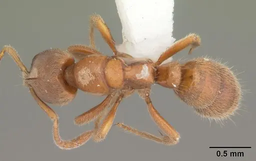 Cryptopone gilva - CASENT0103829