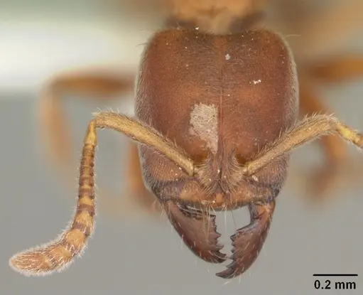 Cryptopone gilva - CASENT0103829