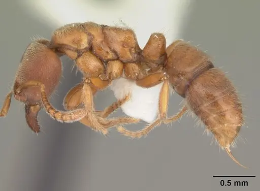 Cryptopone gilva - CASENT0103829