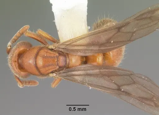 Cryptopone gilva - CASENT0104163