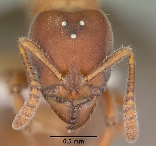 Cryptopone gilva - CASENT0104163