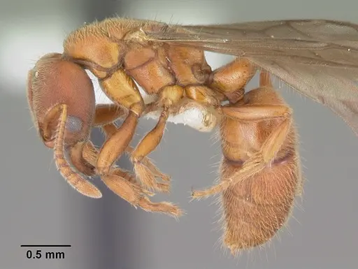 Cryptopone gilva - CASENT0104163