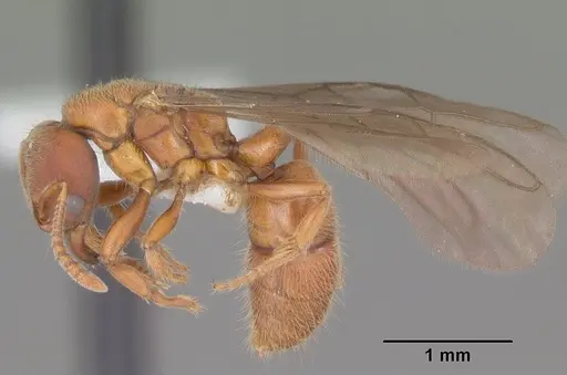 Cryptopone gilva - CASENT0104163