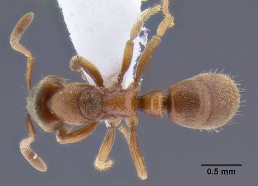 Cryptopone gilva - CASENT0106309