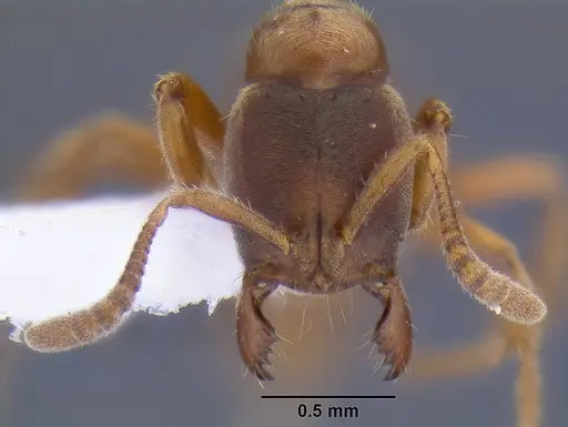 Cryptopone gilva - CASENT0106309