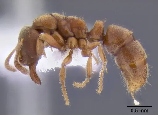 Cryptopone gilva - CASENT0106309