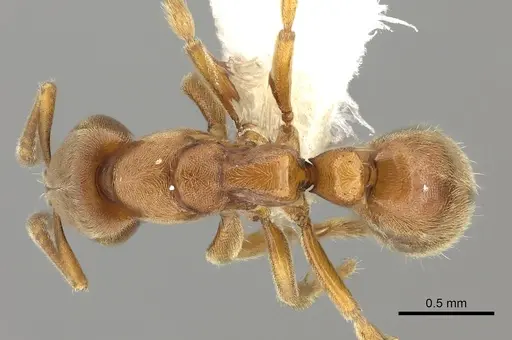 Cryptopone gilva - CASENT0260410