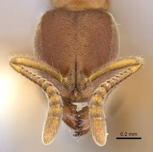 Cryptopone gilva - CASENT0260410