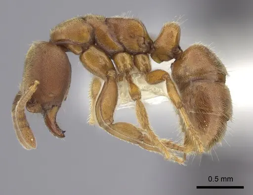 Cryptopone gilva - CASENT0260410