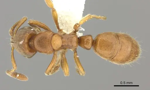 Cryptopone gilva - CASENT0260411