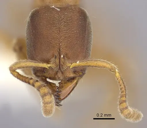 Cryptopone gilva - CASENT0260411