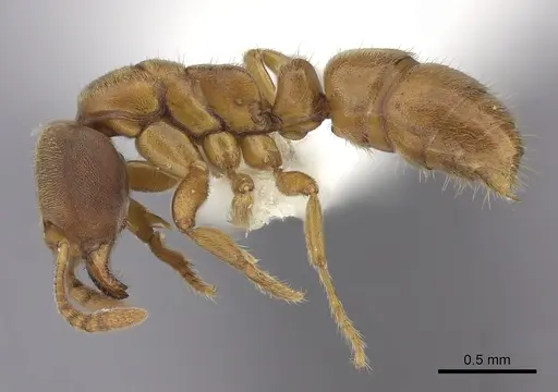 Cryptopone gilva - CASENT0260411