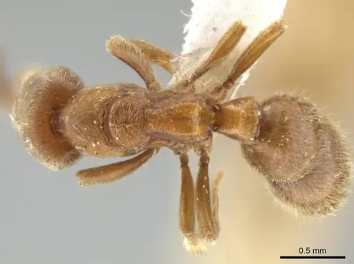 Cryptopone gilva - CASENT0646799