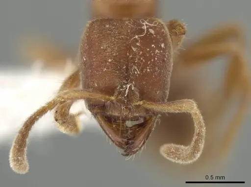 Cryptopone gilva - CASENT0646799