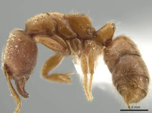 Cryptopone gilva - CASENT0646799