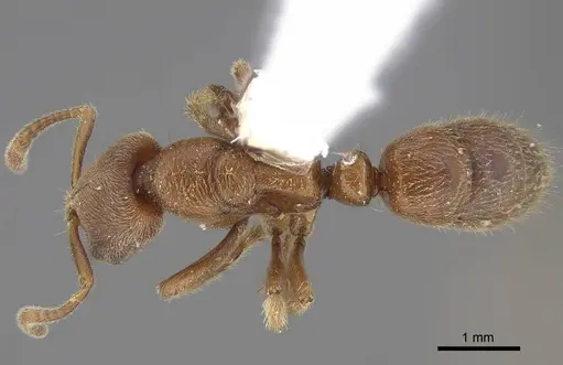 Cryptopone gilva - CASENT0914509