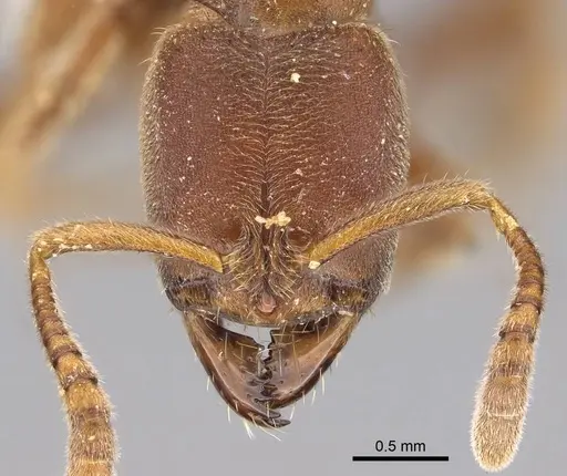 Cryptopone gilva - CASENT0914509