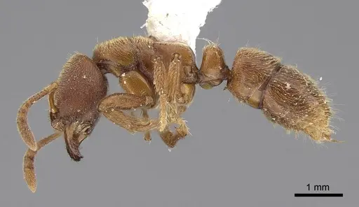 Cryptopone gilva - CASENT0914509