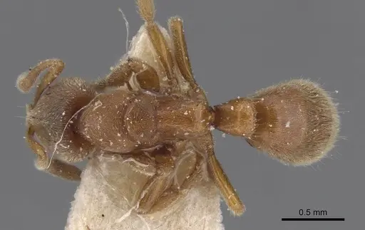 Cryptopone gilva - CASENT0915270