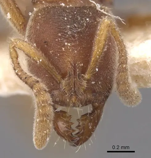 Cryptopone gilva - CASENT0915270