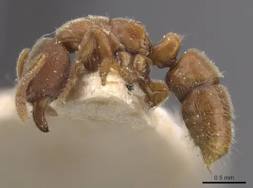 Cryptopone gilva - CASENT0915270