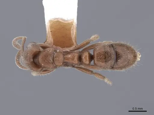 Cryptopone gilva - FMNHINS0000050343