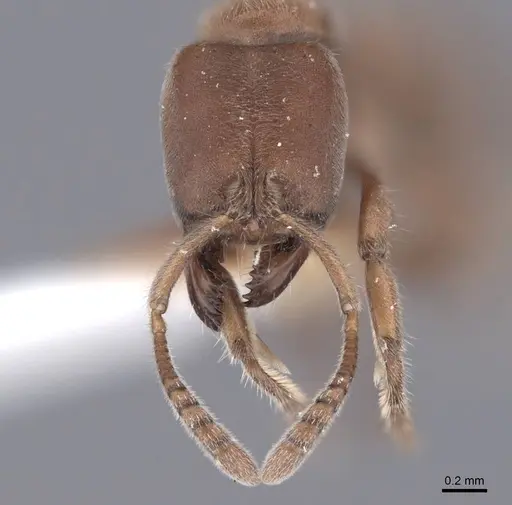 Cryptopone gilva - FMNHINS0000050343