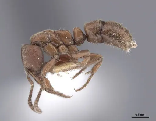 Cryptopone gilva - FMNHINS0000050343