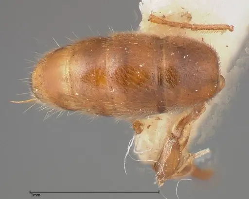 Cryptopone gilva - FOCOL0354-1