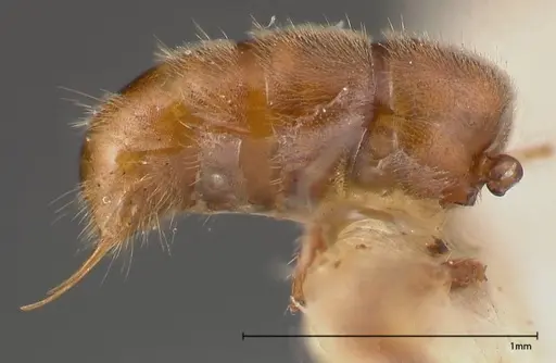 Cryptopone gilva - FOCOL0354-1