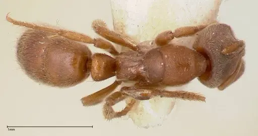 Cryptopone gilva - FOCOL0354-2