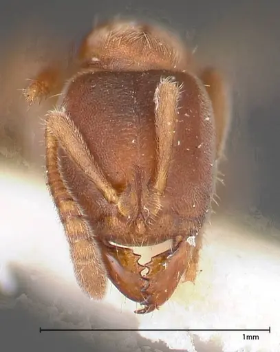 Cryptopone gilva - FOCOL0354-2