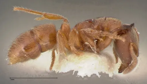 Cryptopone gilva - FOCOL0354-2