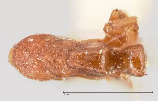 Cryptopone gilva - FOCOL0978