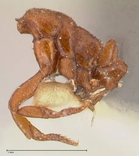 Cryptopone gilva - FOCOL0978