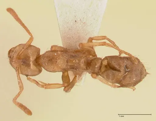 Cryptopone gilva - FOCOL0979