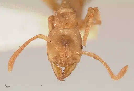 Cryptopone gilva - FOCOL0979